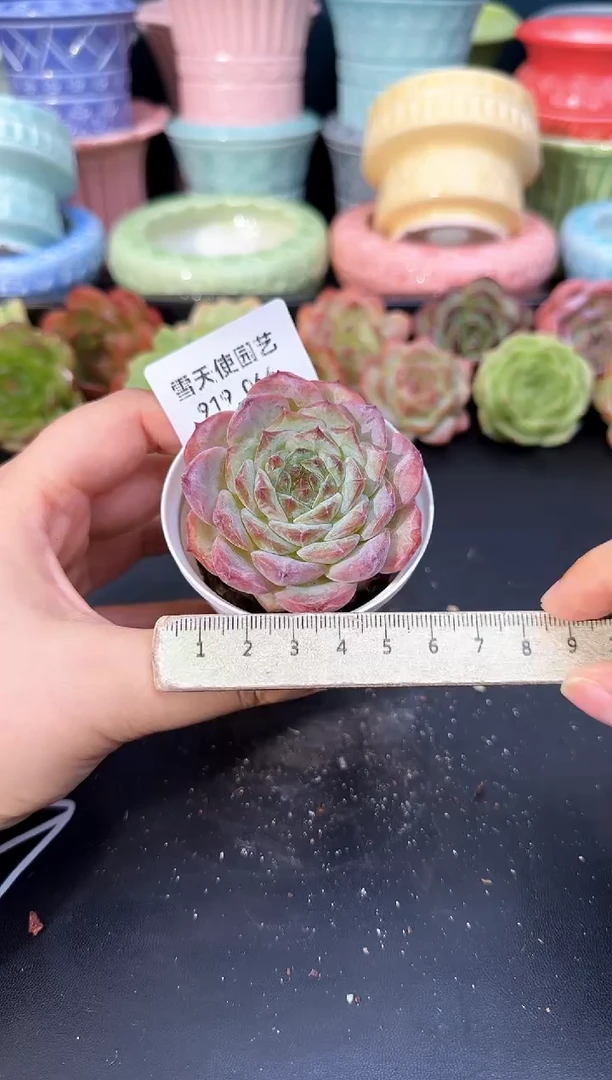 919-066青山（冠幅5cm）