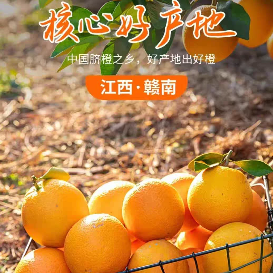 应季水果正宗赣南脐橙江西赣州脐橙