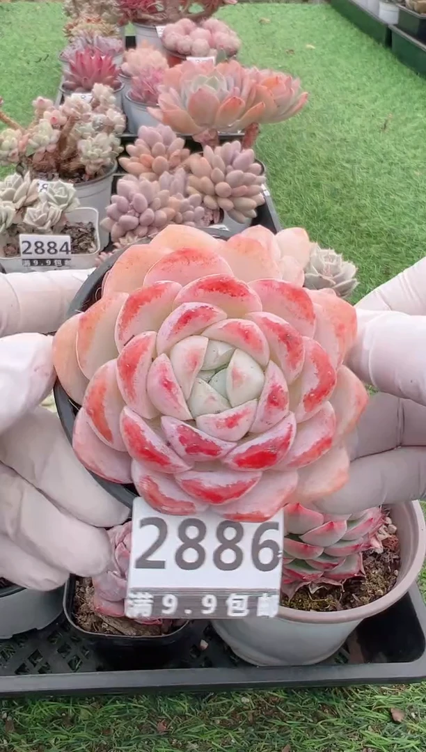 【闪购商品】信福多肉一物一拍