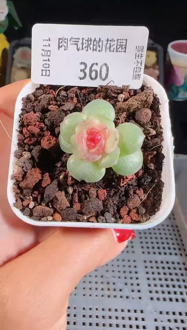 1110-360紫烟群生不包整