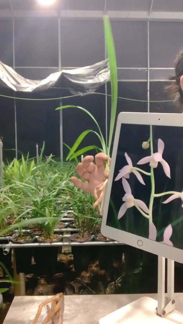 大部分开放少量花苞渔**晚漓江雪