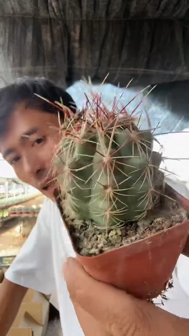 实生大统领9.99