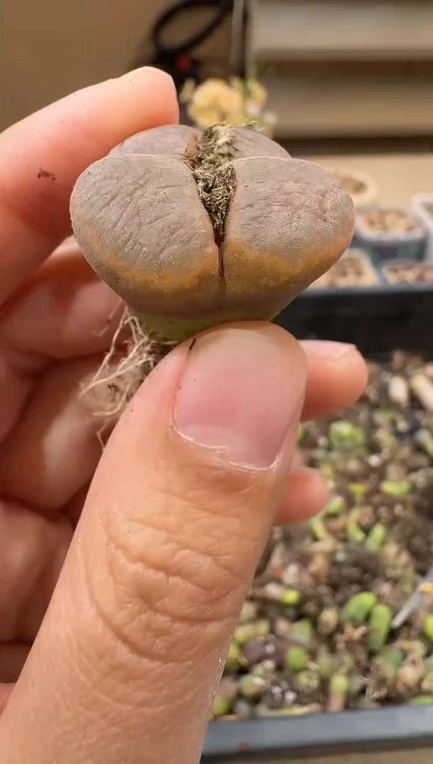 30-3多肉植物肉锥