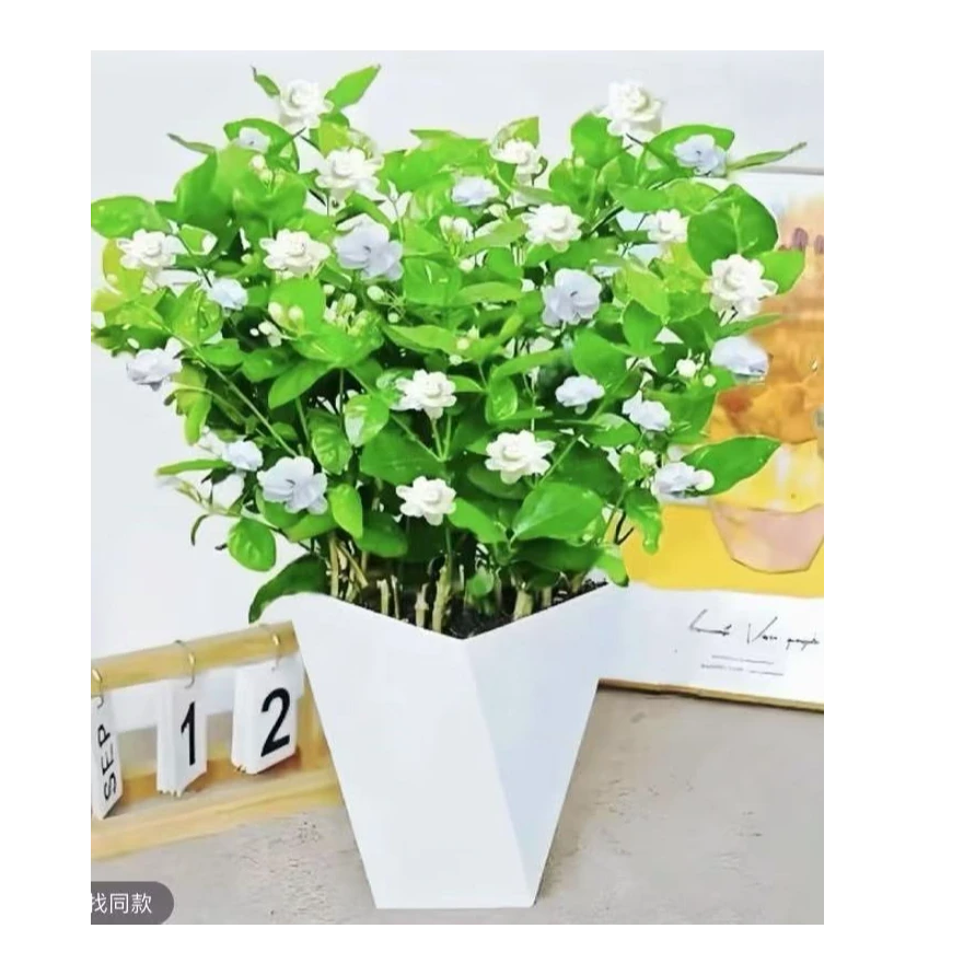【升级白盆】茉莉花盆栽四季开花重瓣浓香可室内外种植好养花卉绿植