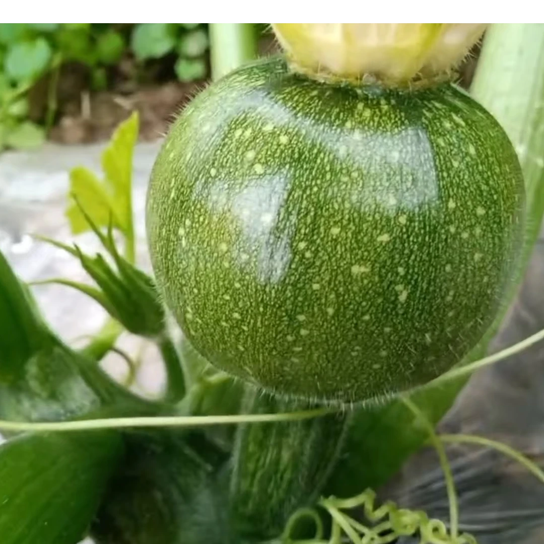 川塔绿珍珠   圆西葫芦 极早熟  圆润饱满  口感细嫩微甜