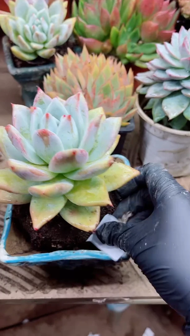 远***327024多肉植物一物一拍