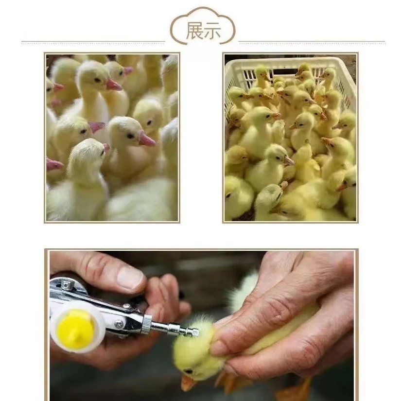 宠物大品包邮到家（三花/皖西/浙东）