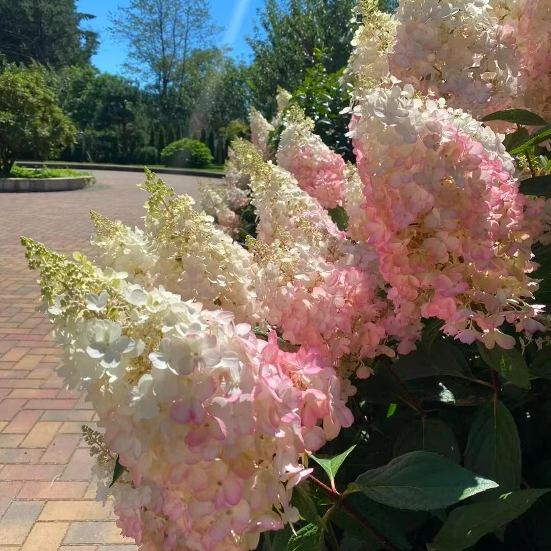 【香草草莓】-欧洲木绣球-绣球花-室内室外地栽盆栽庭院
