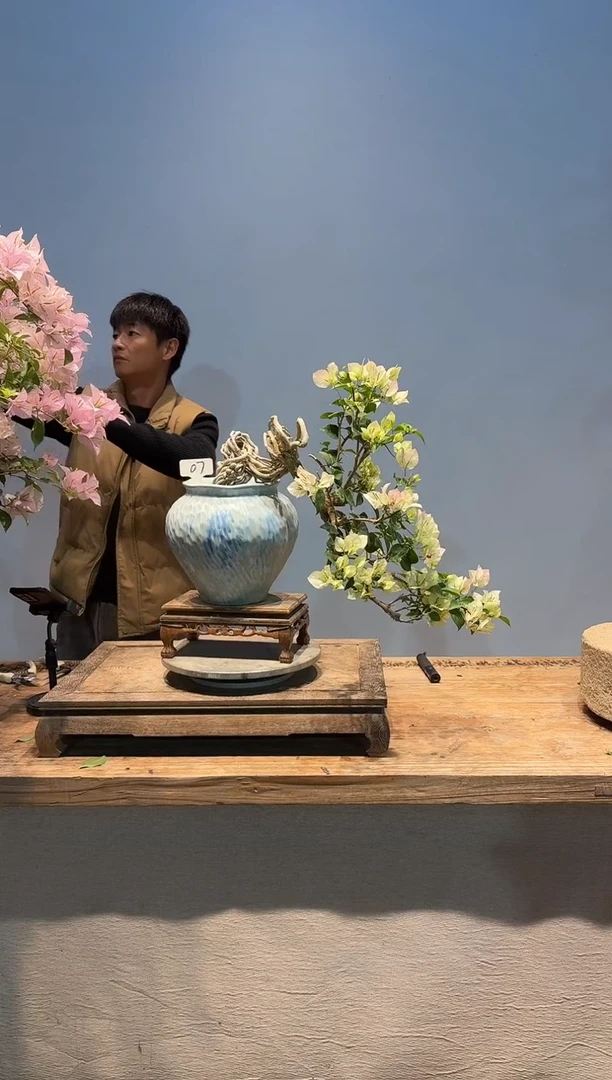 全部花朵郑*松三角梅7