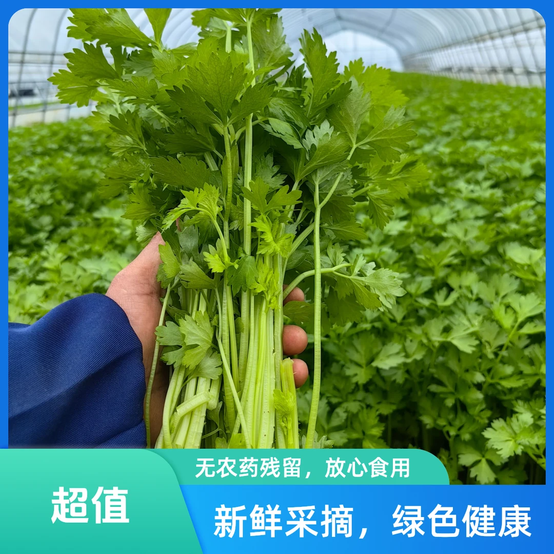 【香芹】皇家小香芹新鲜酥脆又嫩又香产地南京高淳现采现发次日达