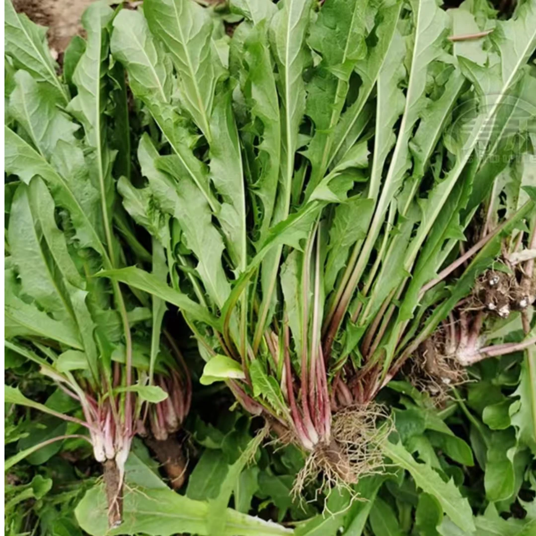 东北特色婆婆丁，现采现发