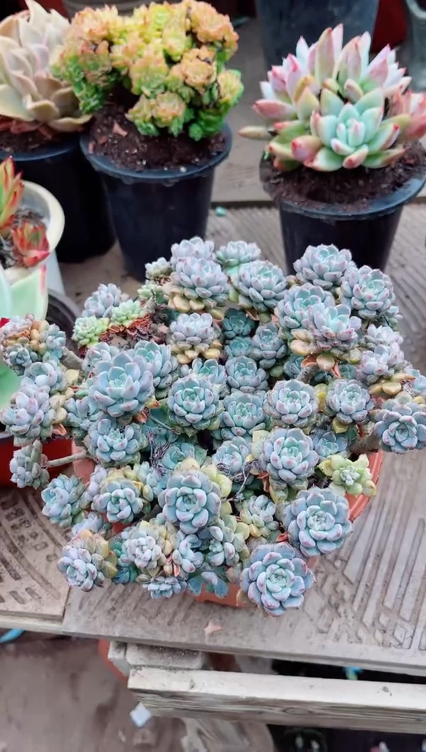 香****）26114多肉植物一物一拍