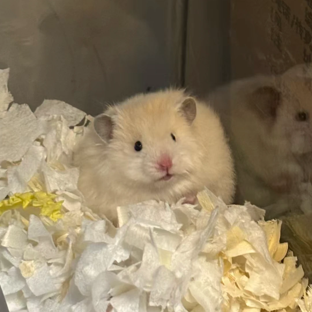 家养长毛卷毛波利金丝熊仓鼠宠物活体可爱健康藤盒发货