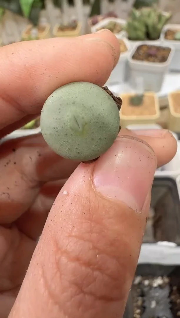 28-182多肉植物肉锥