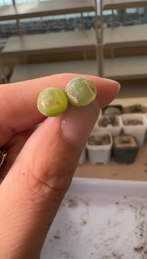 24-179多肉植物肉锥