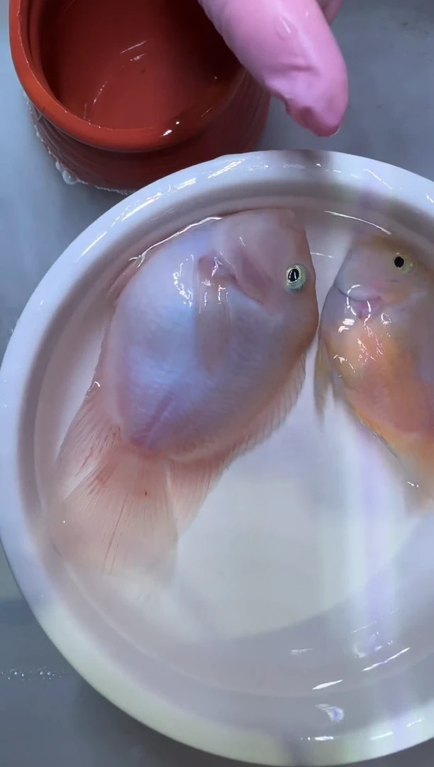 鹦鹉鱼胭脂粉1对