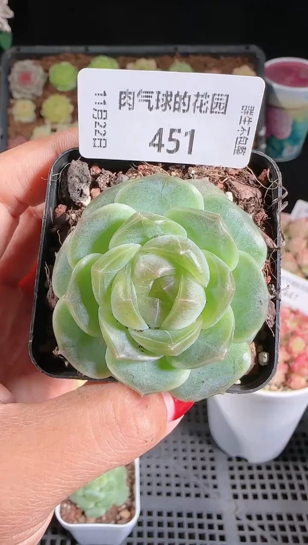 1122-451bl-8群生不包整