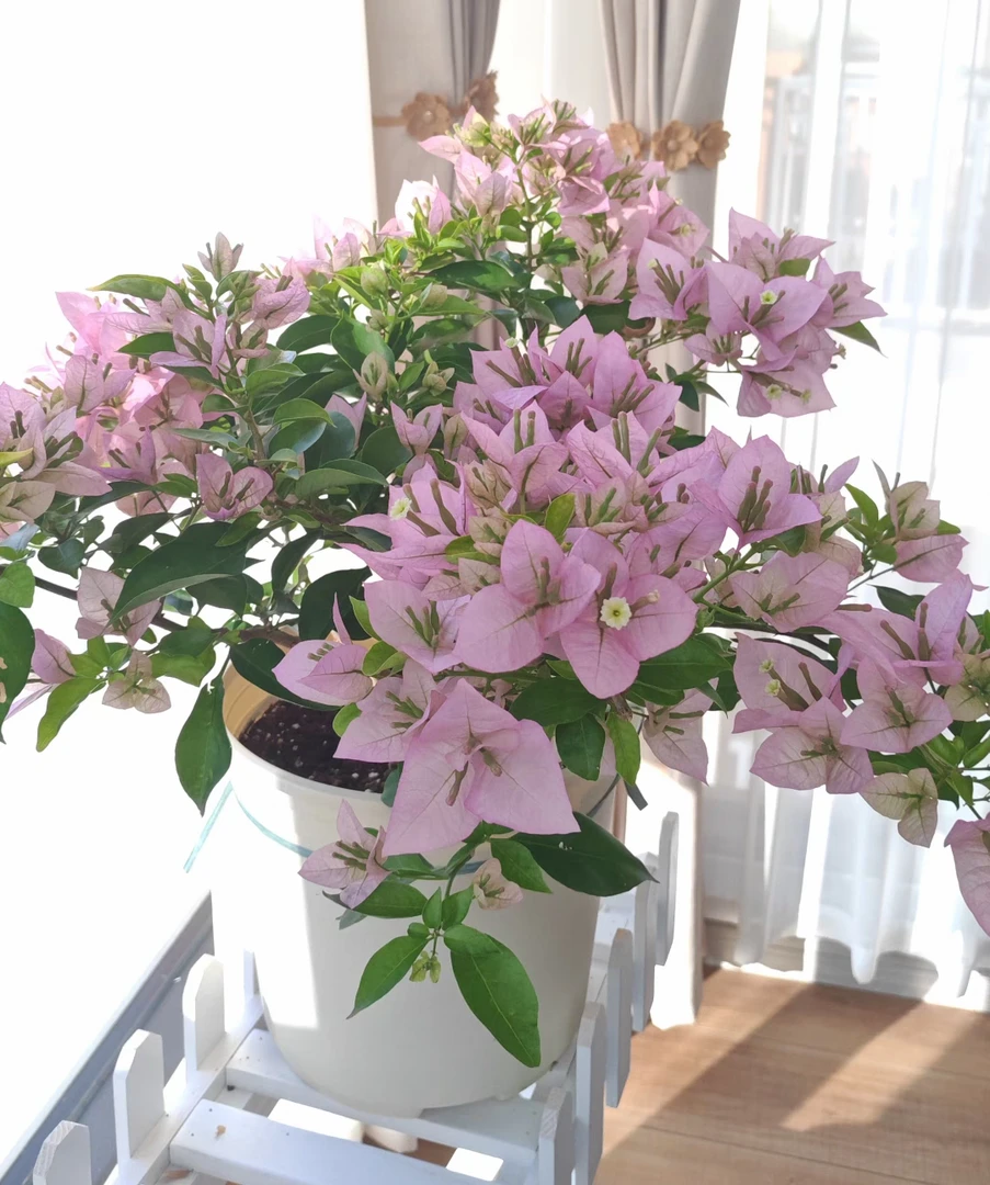 三角梅一物一拍三角梅花卉爬藤易养活