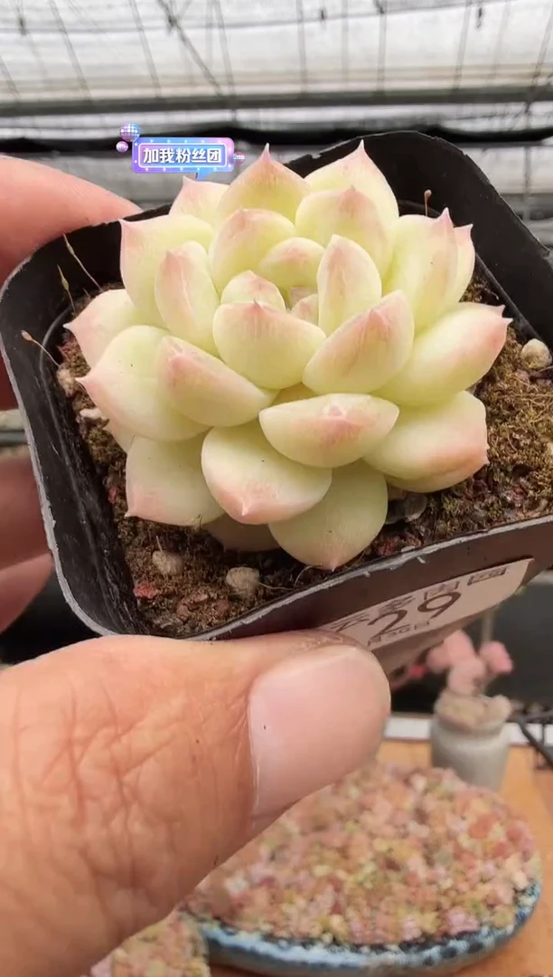 东云多肉园新款-29