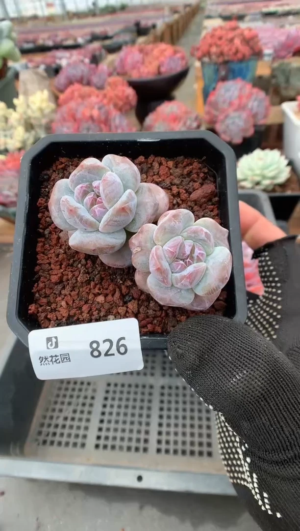 826星影一物一拍