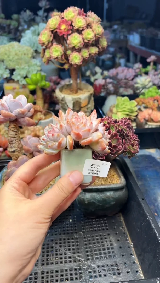 明**纸570             不带盆