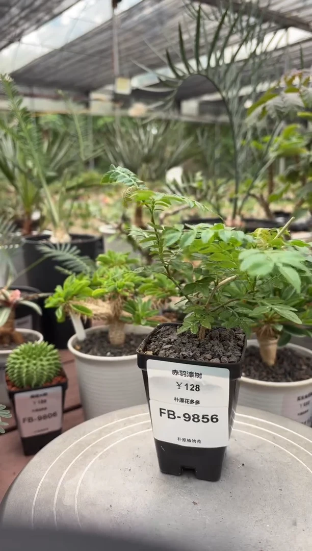 赤羽漆树FB-9856