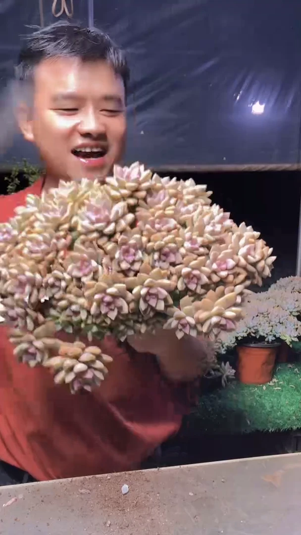 573淡雪缀化一物一拍