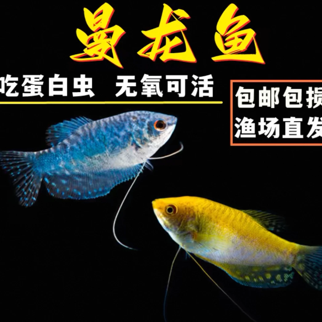 曼龙鱼无需打氧耐活好养