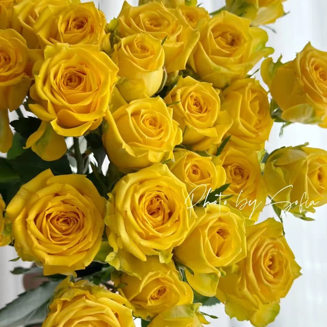 【婚约】俏夕阳无土稀有多头玫瑰-带包装醒花