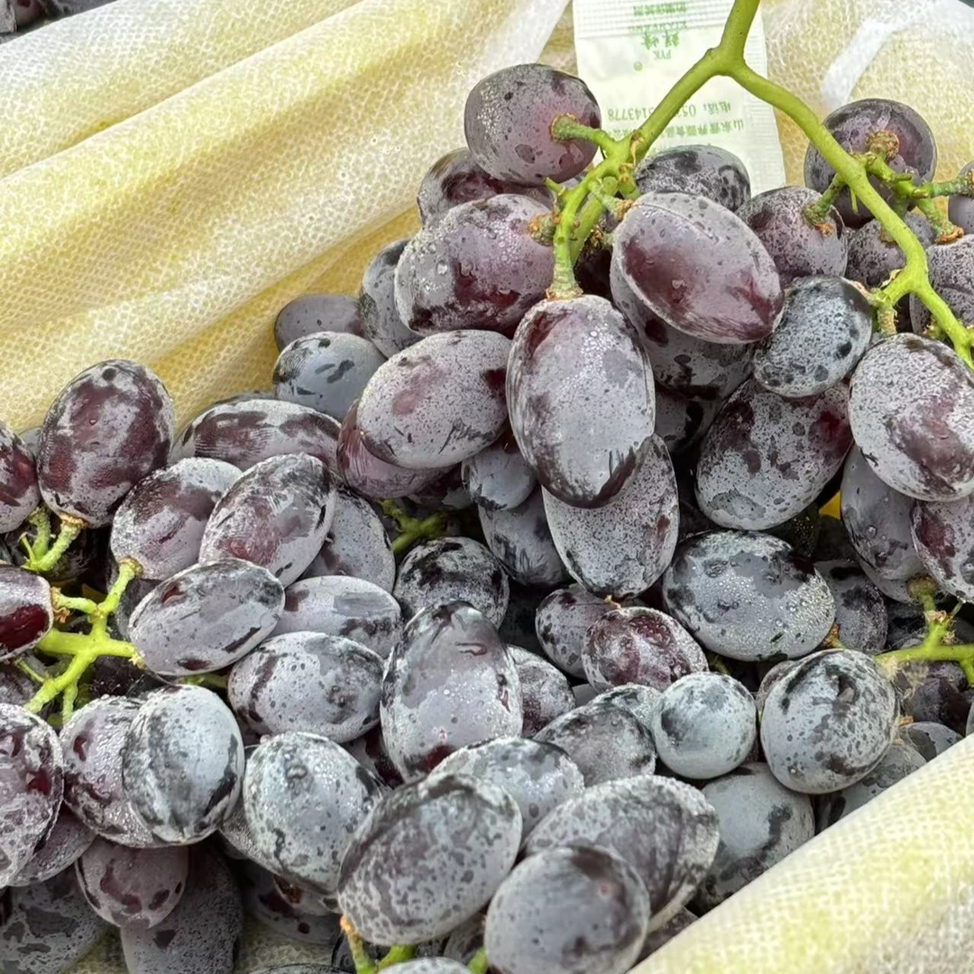 【西凉仙子-葡萄】甘甜多汁皮薄 肉厚脆嫩 毛重3.5斤左右 发河南