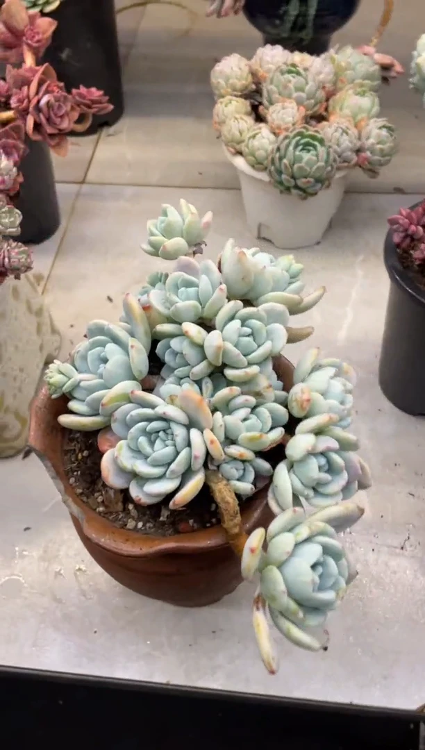 【闪购商品】96冷香