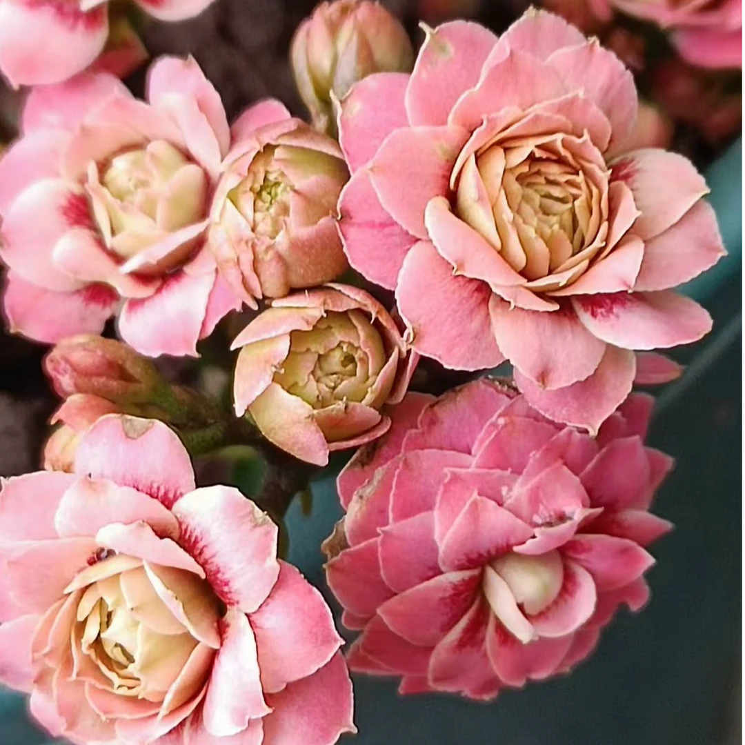 【玄女猫眼】110盆精美长寿花盆栽