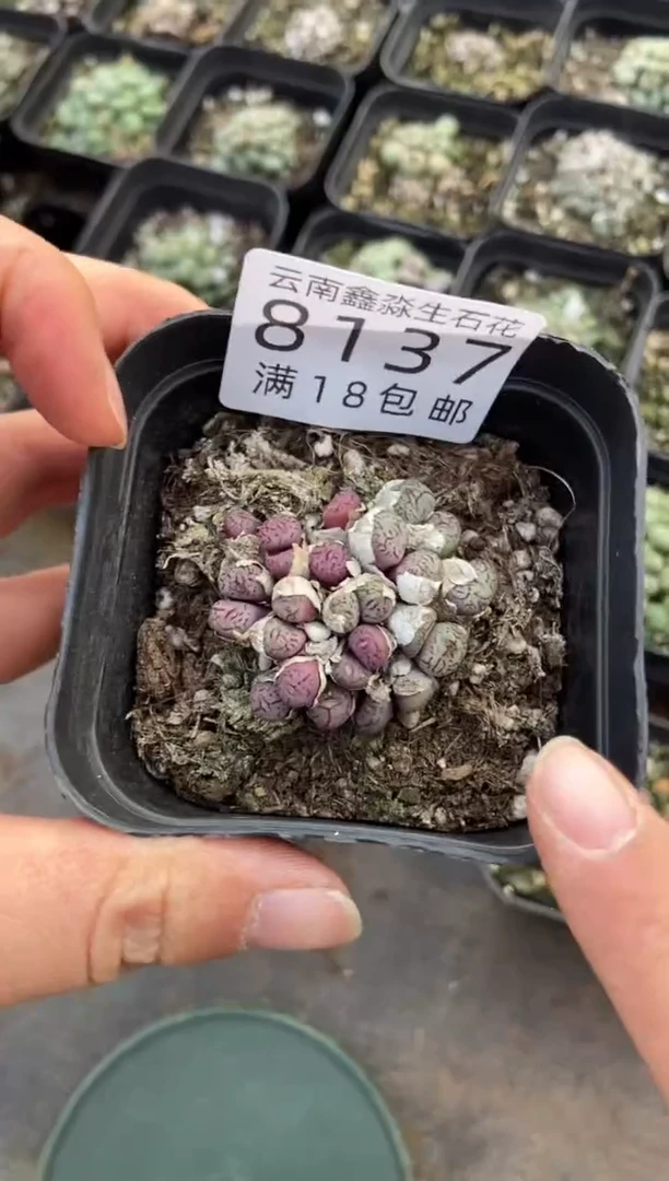 【闪购商品】8137特价原始墨发货1盒有瑕疵