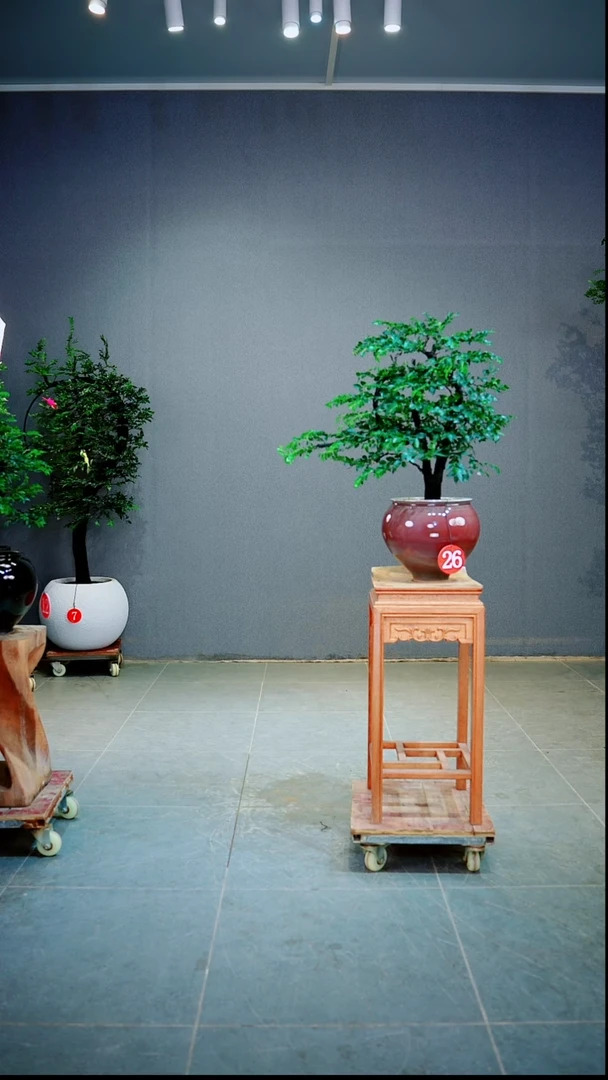 当前无花朵，栽培后可花朵注**业一物一拍绿植
