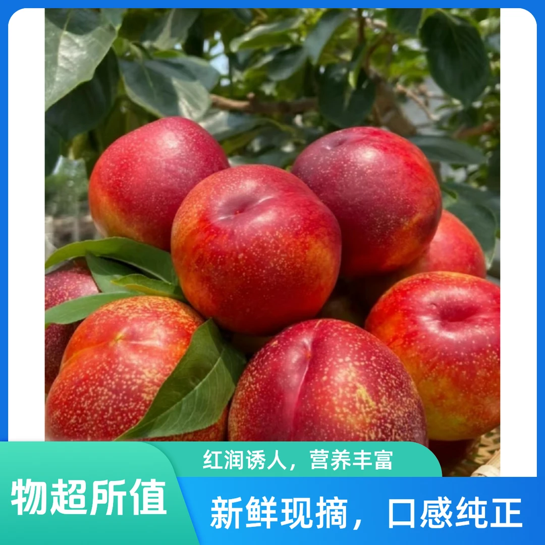 {现摘现发}正宗沂蒙山黄肉油桃脆甜爽口多汁当季水果（果王）