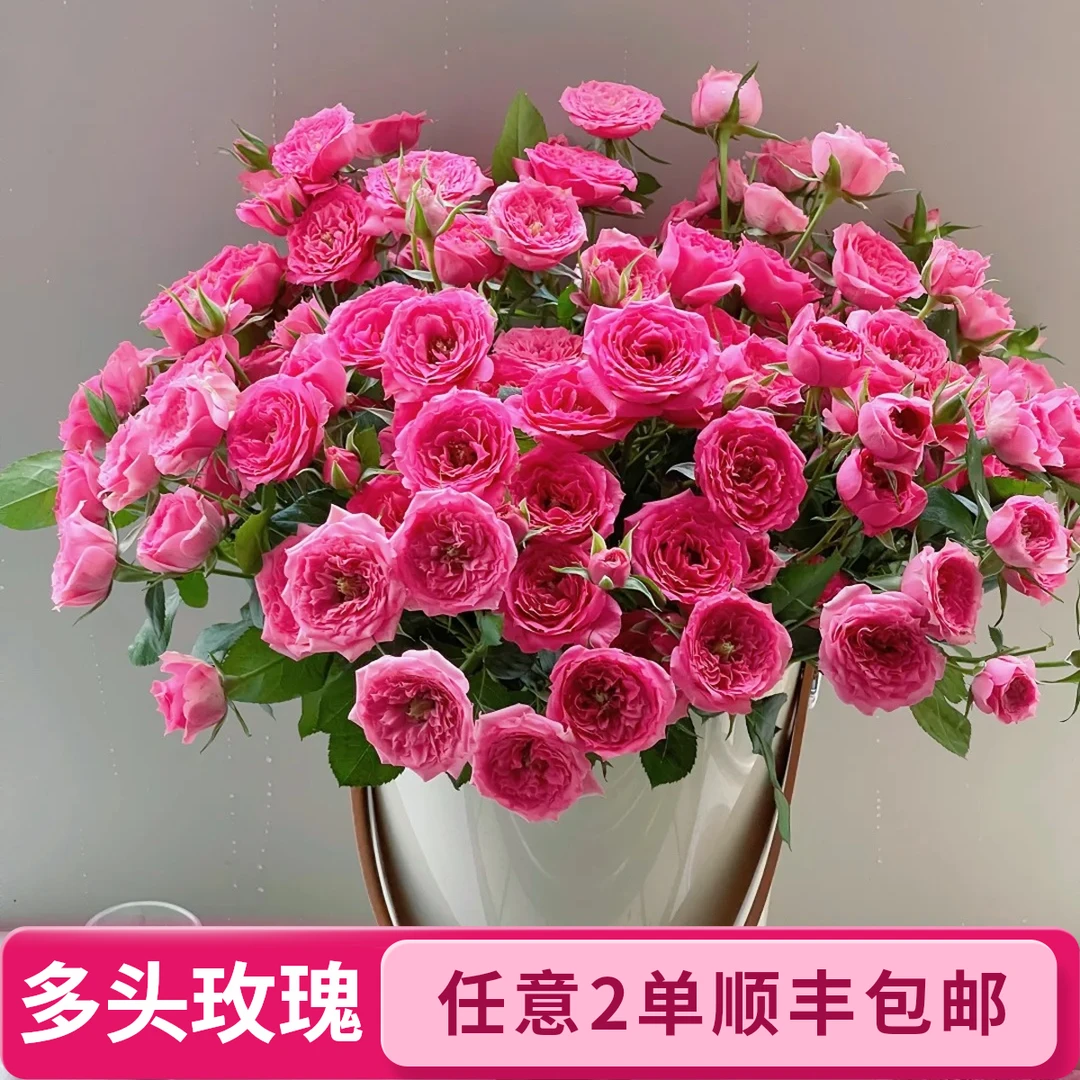 多头玫瑰苏菲宝贝-任意两单发顺丰