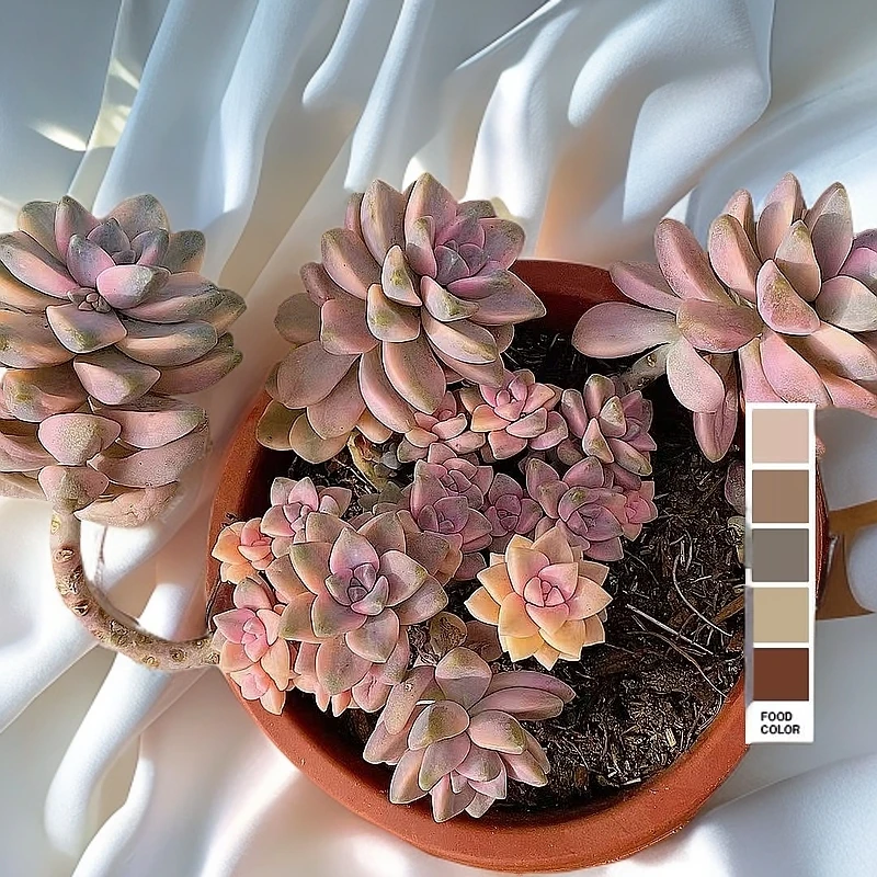 美杏景无砍  熊猫多肉（满19包邮）脱土发  庭院美观  净化空气