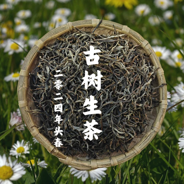 【圈粉福利】2024年 邦旭 古树头春 普洱生茶 散茶
