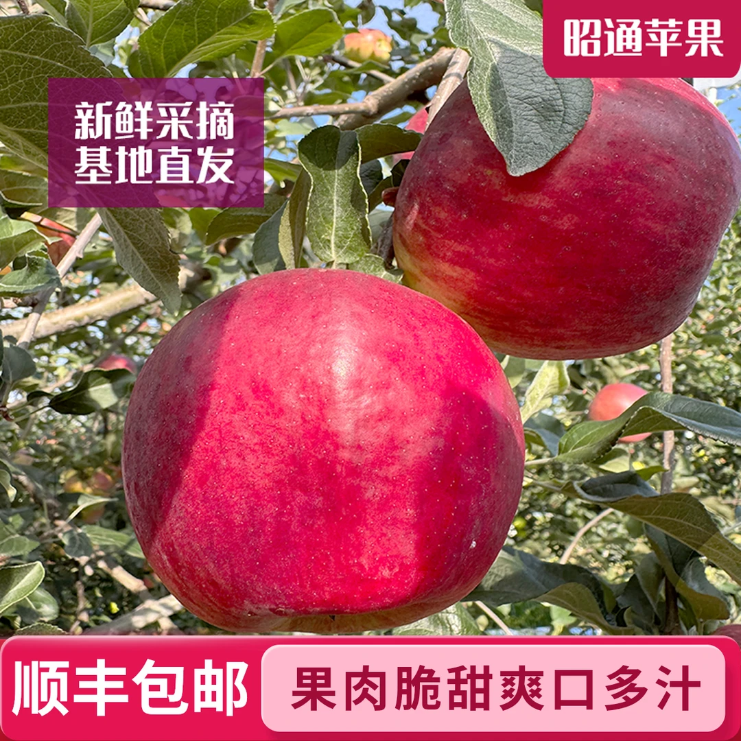 云南昭通2025华硕苹果新鲜当季水果现摘净重2-4.5斤顺丰净重包邮