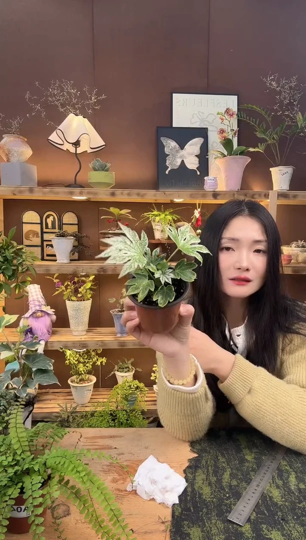 无花朵864八角金盘锦育苗盆