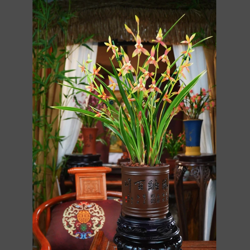 建兰 带花苞 【峨眉胭脂】配紫砂花盆种好 室内好养活兰花 盆景盆栽