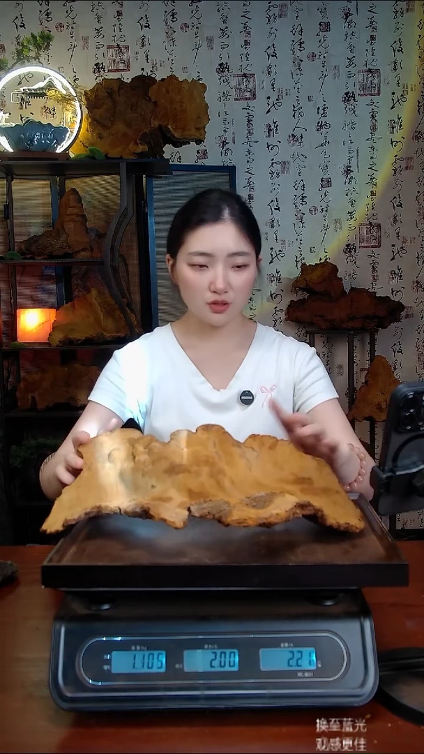松针层孔菌中国大陆【藏区】松树桑黄（2.35斤）30-40年份