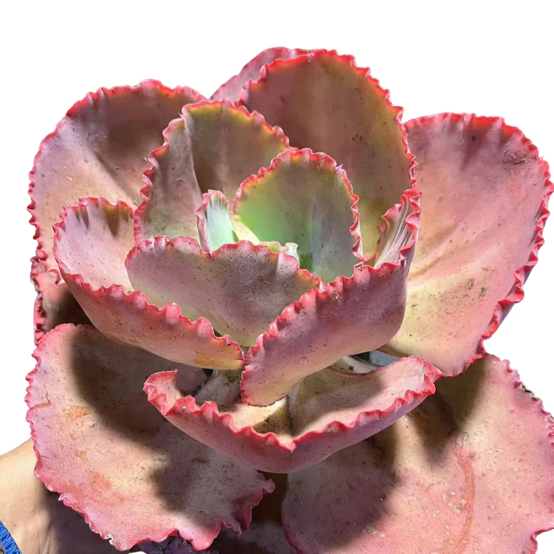 精品多肉植物   男爵