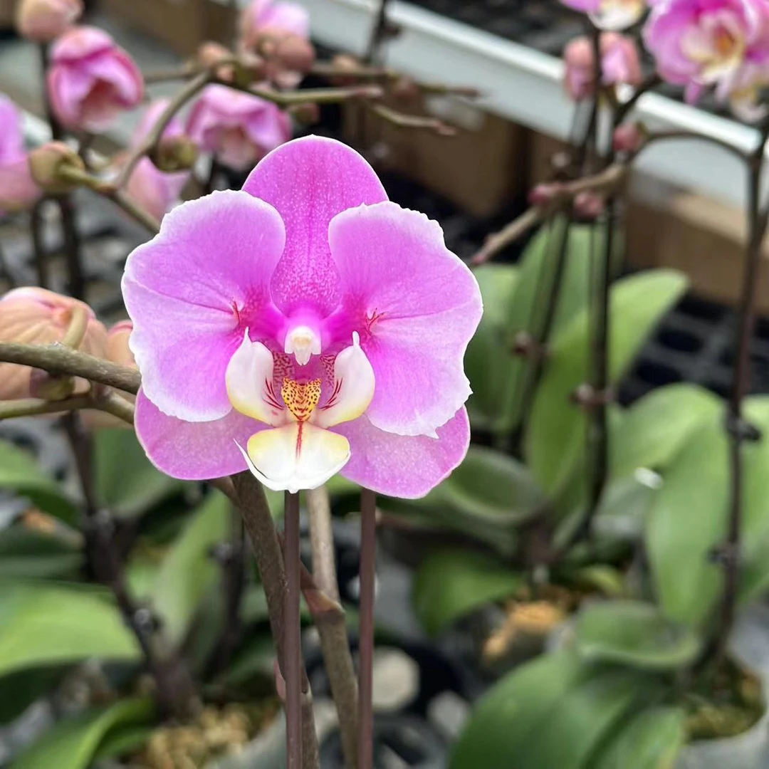 【安娜变异】 蝴蝶兰基地组盆易养活