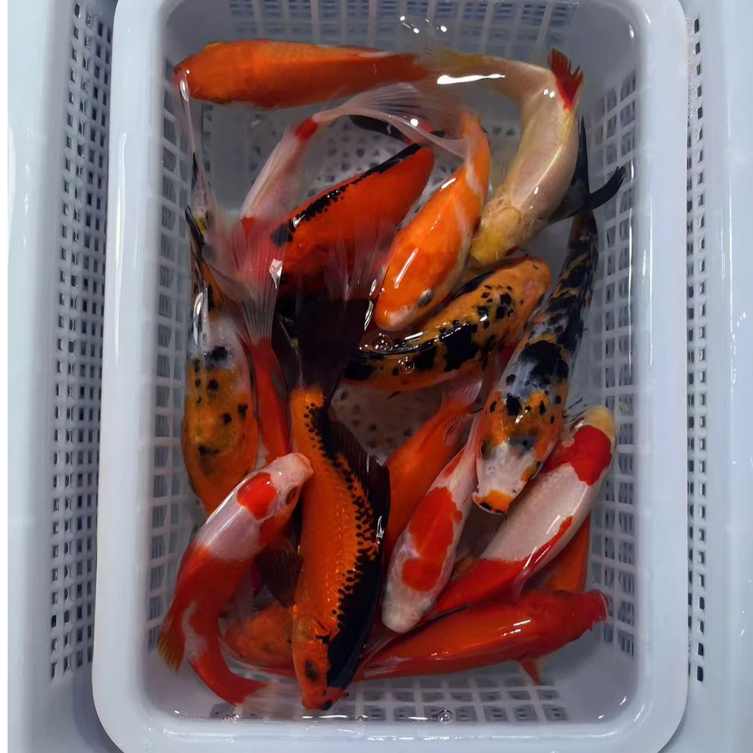 【观赏鱼混搭7条】10-12公分冷水鱼观赏鱼好养耐活包邮