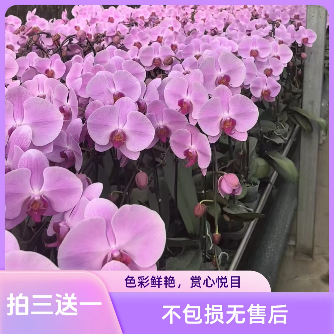 蝴蝶兰开花株拍三送一 顺丰发货 不包损无售后
