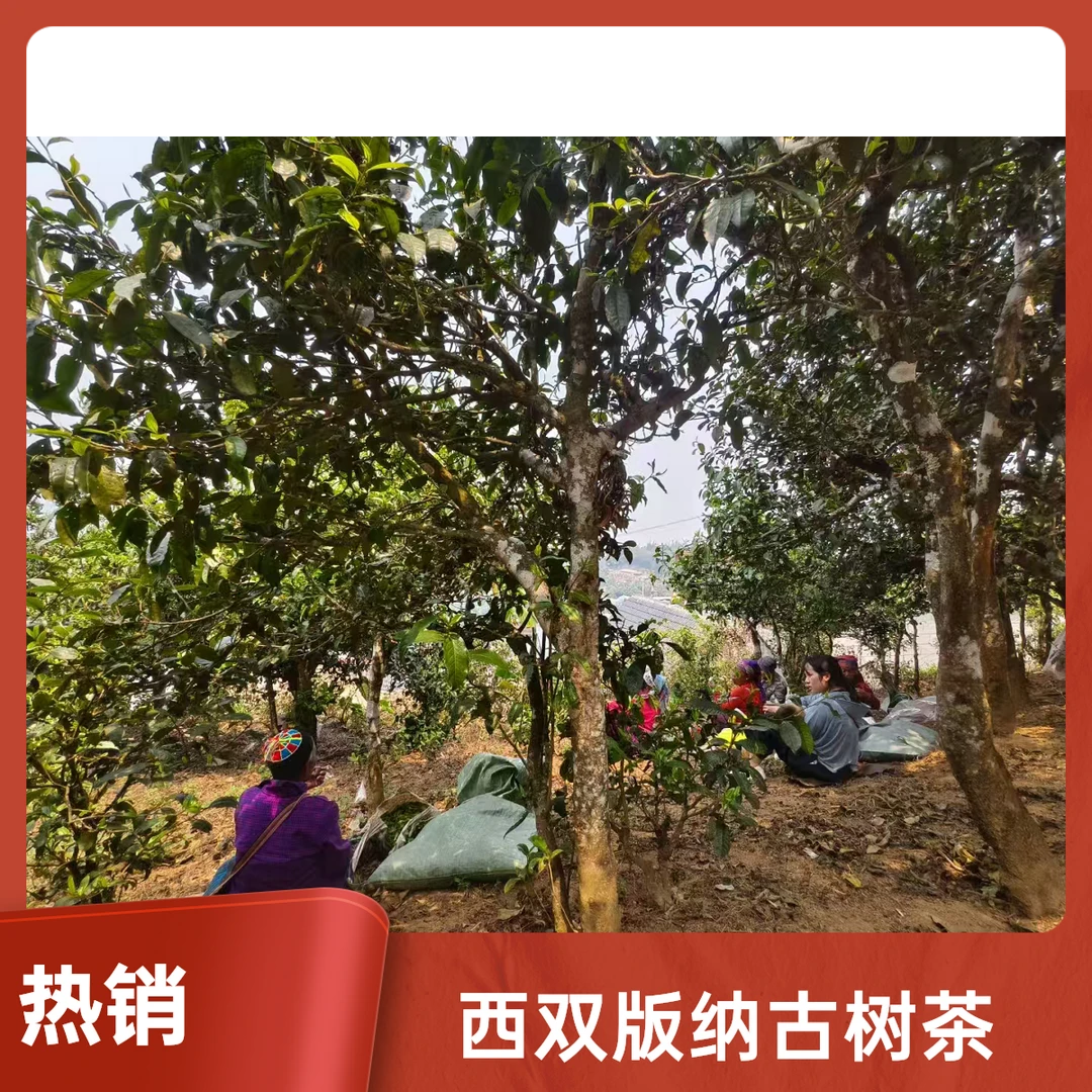 2025年 西双版纳贺开古树春茶