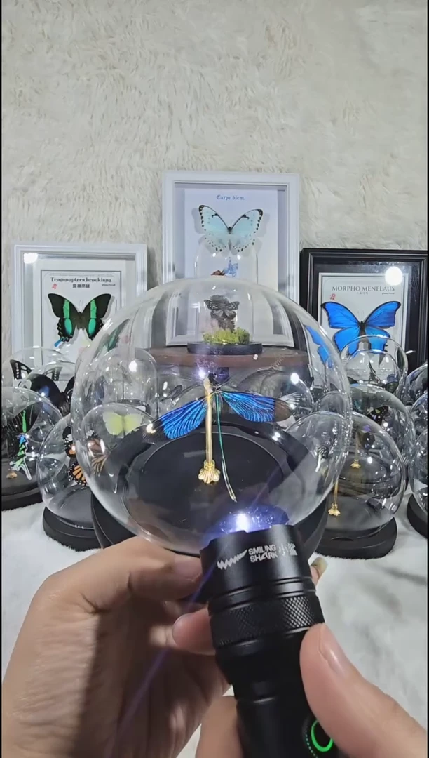 绿蜻蜓水晶球蝴蝶标本