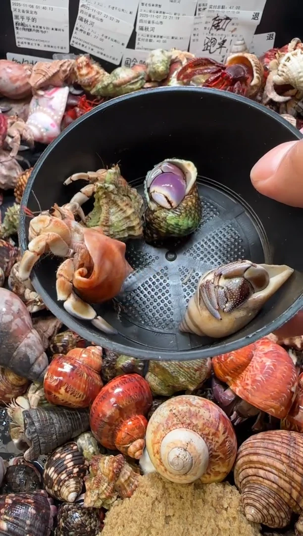 不理不拉3，短婉1，四只包活两只，不包全品