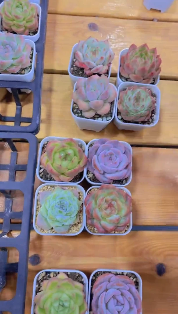 66-精品美肉四颗（量拍）